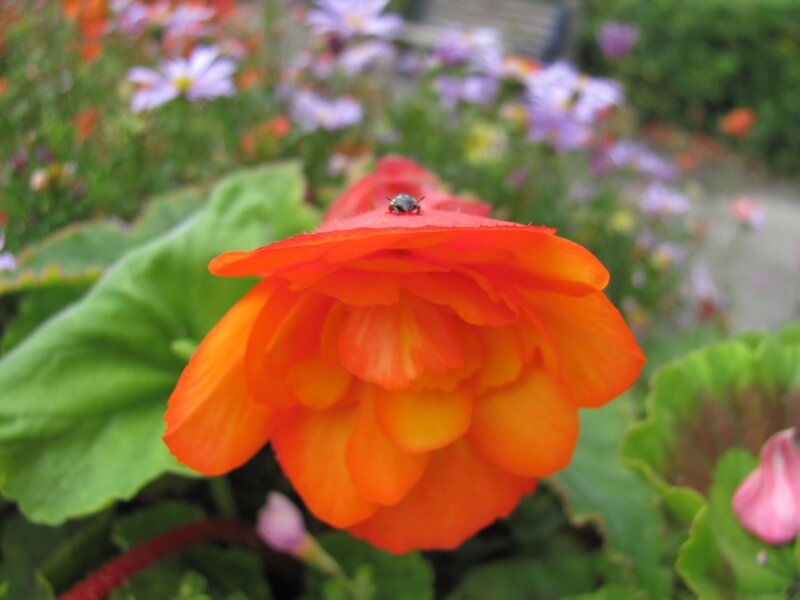 orange flower with beetle