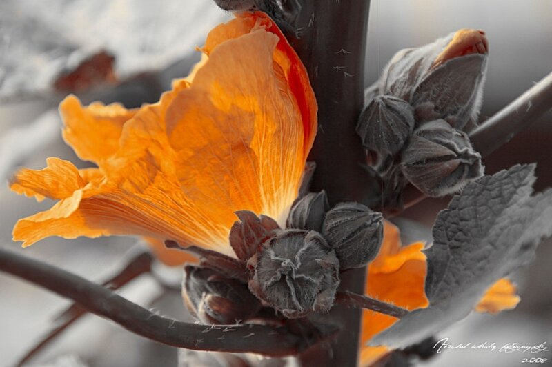 orange flower with buds