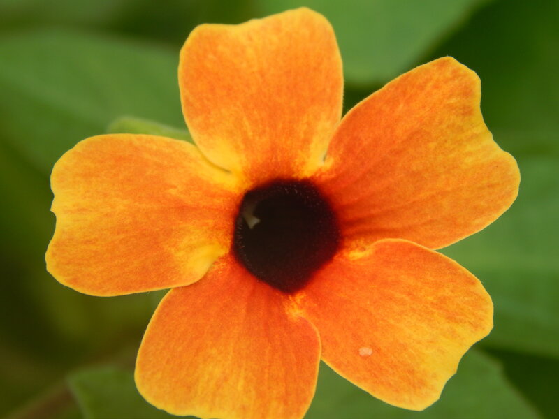 Orange Flower with Dark Center