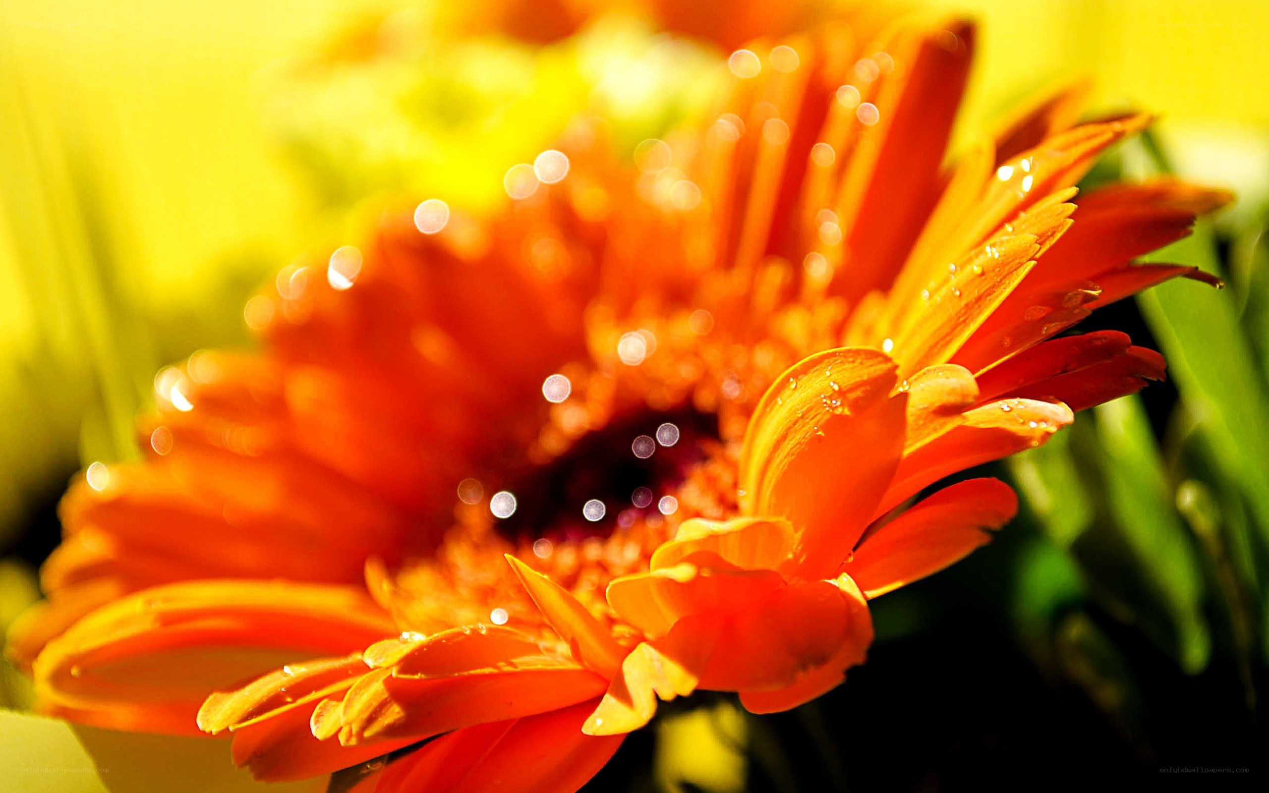 Orange flower with dew drops