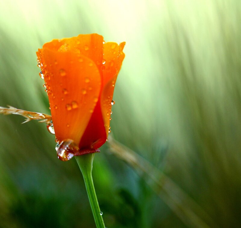 Orange flower with dew drops