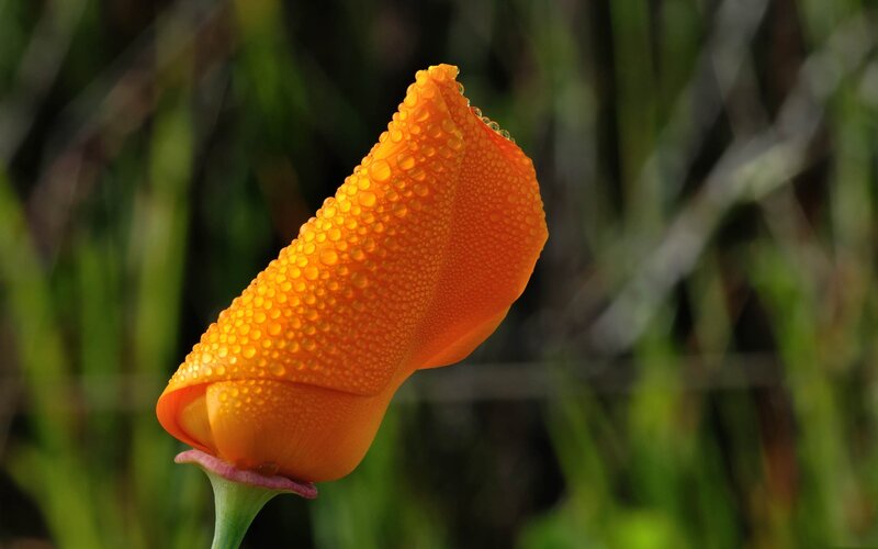Orange flower with dew drops