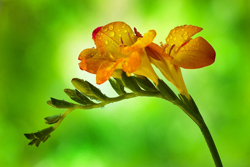 Orange Flower with Dew — Green