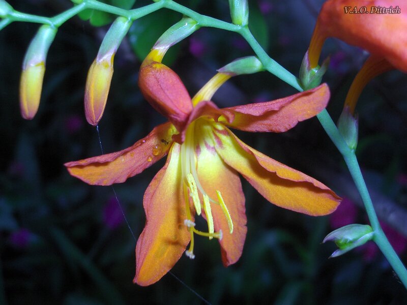 Orange Flower with Dew — Natural