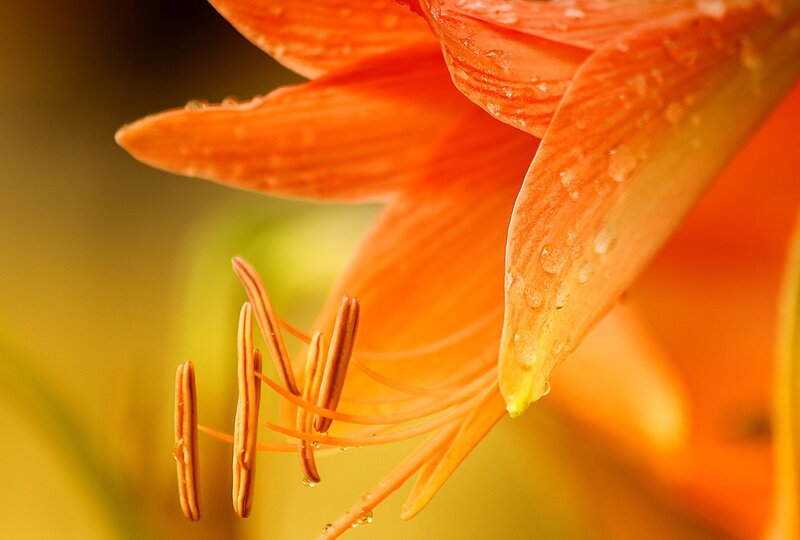 Orange Flower with Dew — Serene, Morning, Photograph, Petals