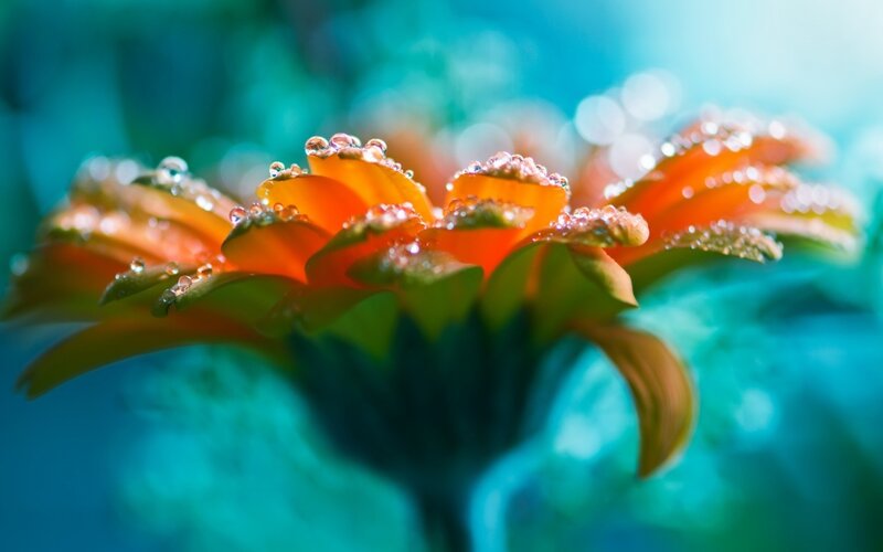 Orange Flower with Dew — Serene, Morning