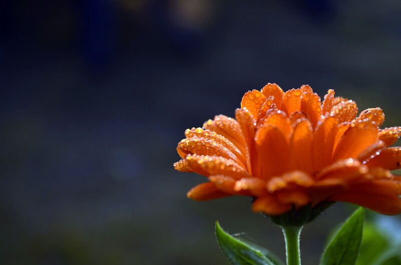 Orange Flower with Dew — Serene