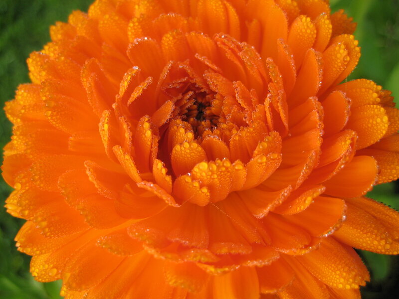 Orange Flower with Dew