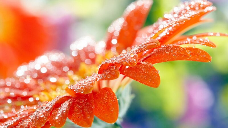 Orange Flower with Dew — Vibrant