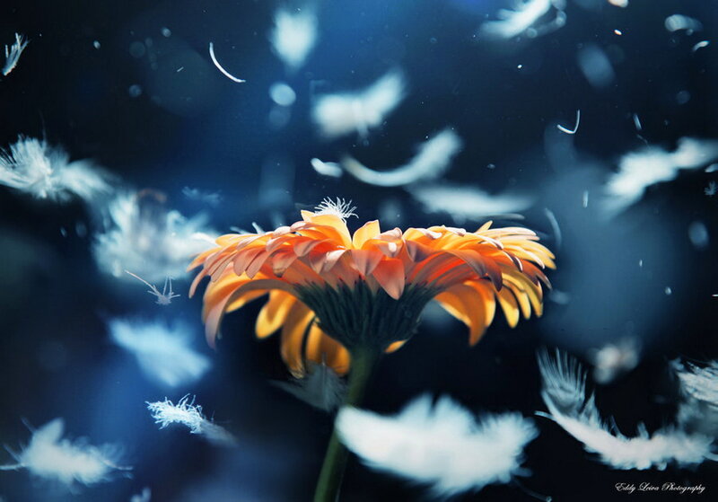 Orange Flower with Feathers