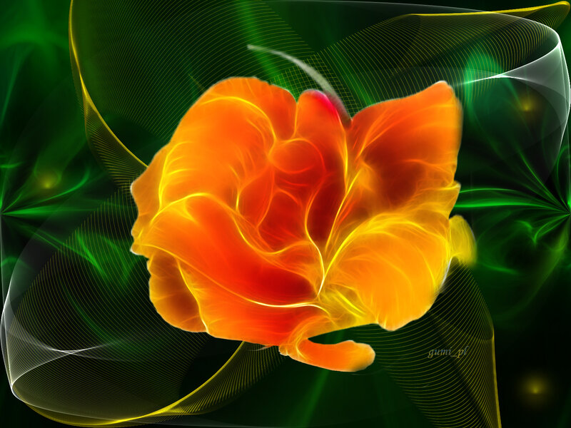 Orange Flower with Green Background