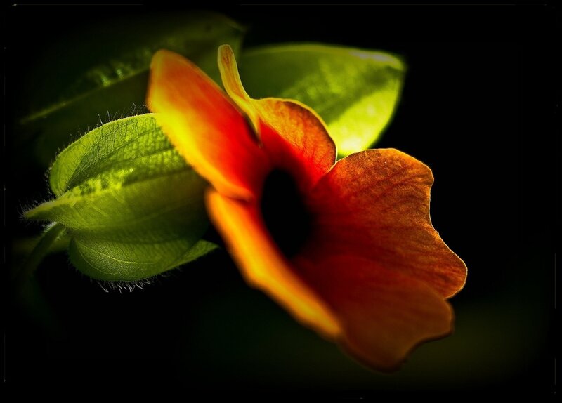 Orange Flower with Green Leaves — Dramatic