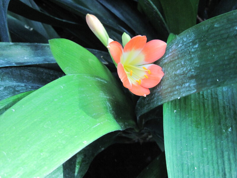 Orange Flower with Green Leaves — Natural, Photograph, Bud
