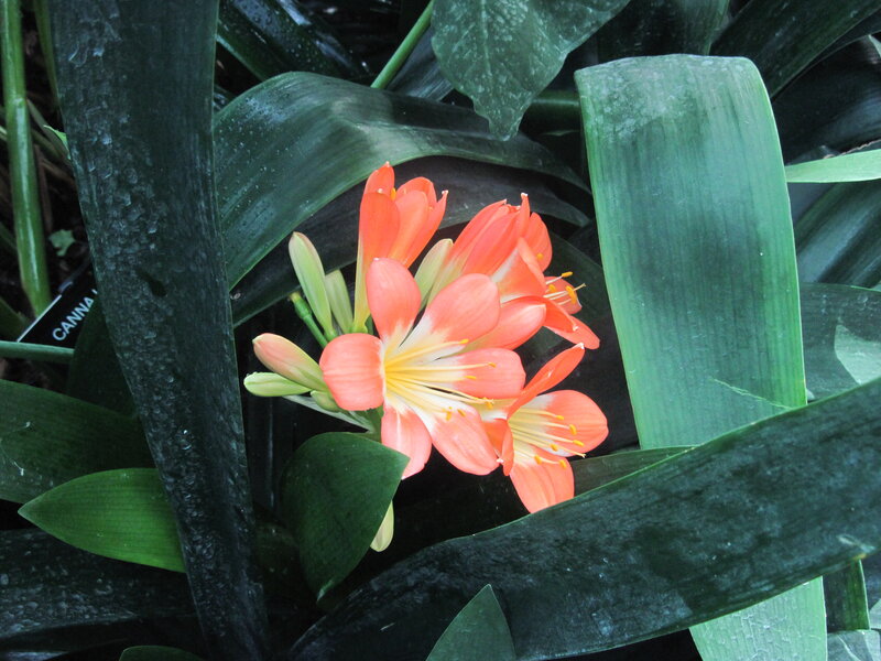 Orange Flower with Green Leaves — Natural, Photograph