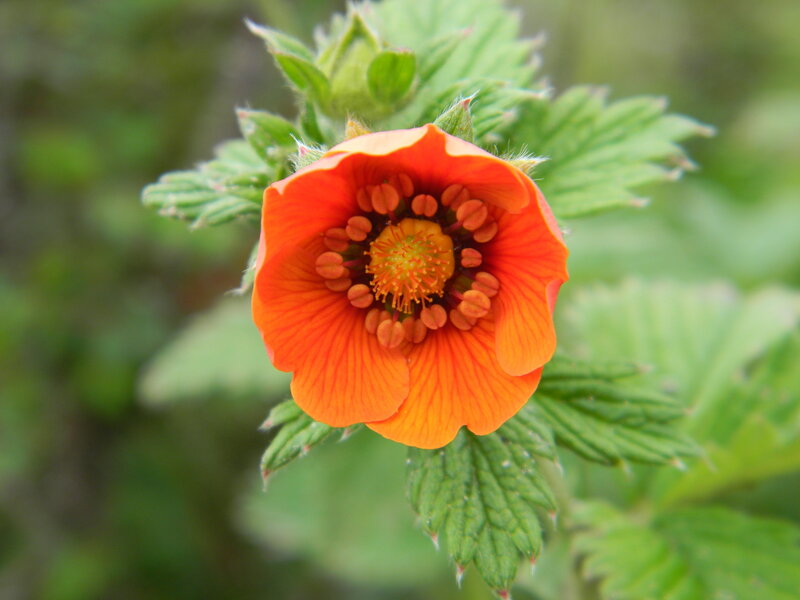 Orange Flower with Green Leaves — Natural