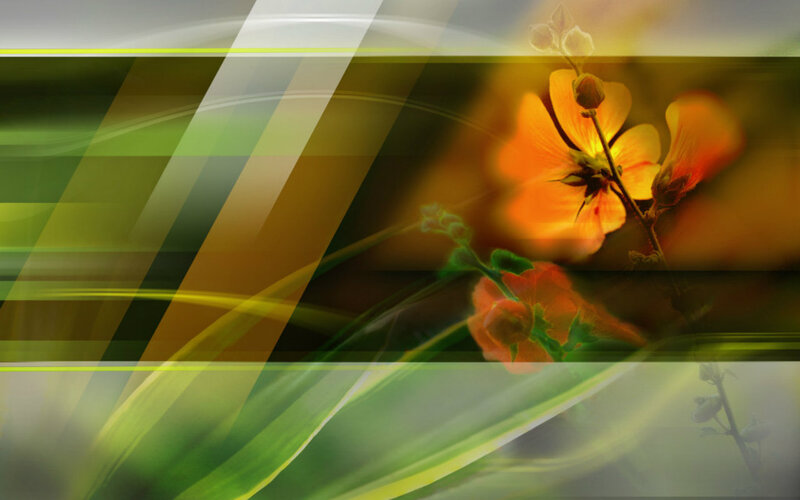 Orange Flower with Green Leaves — Serene