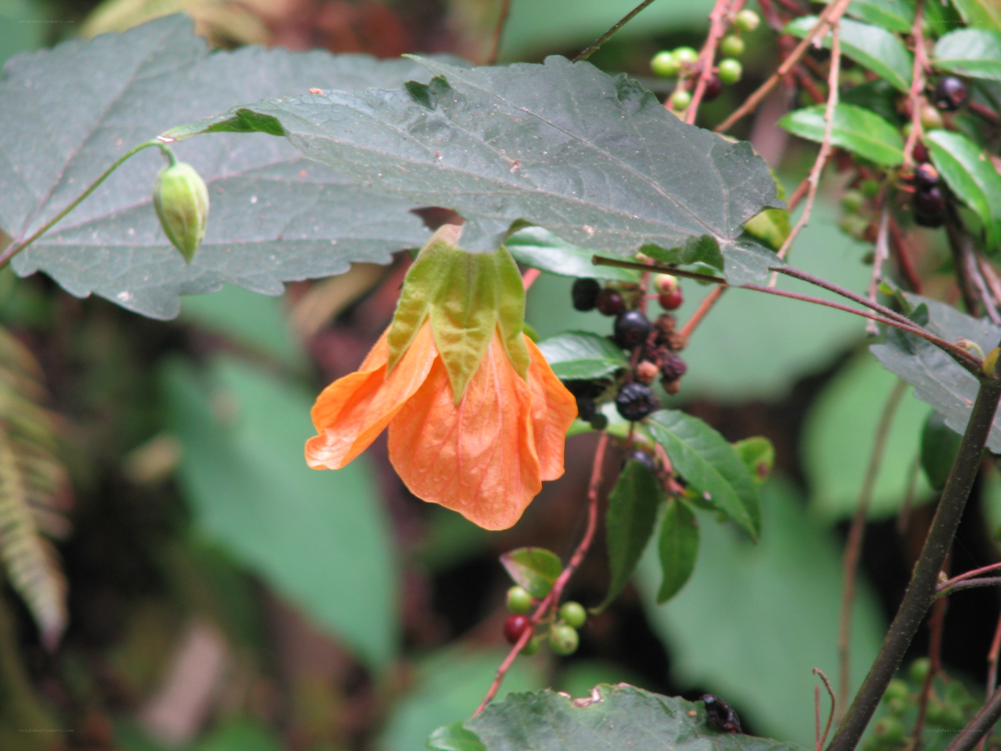 Orange flower with green leaves
