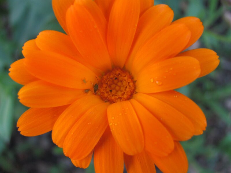 orange flower with insects