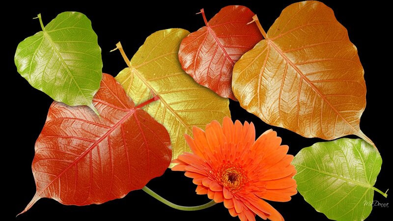 Orange Flower with Leaves