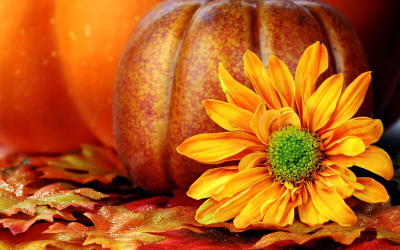 Orange Flower with Pumpkins