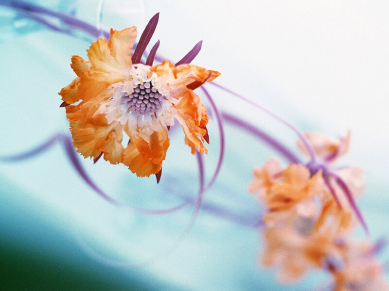 Orange Flower with Purple Center