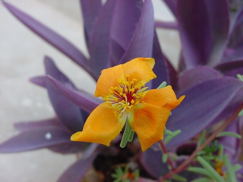 orange flower with purple leaves