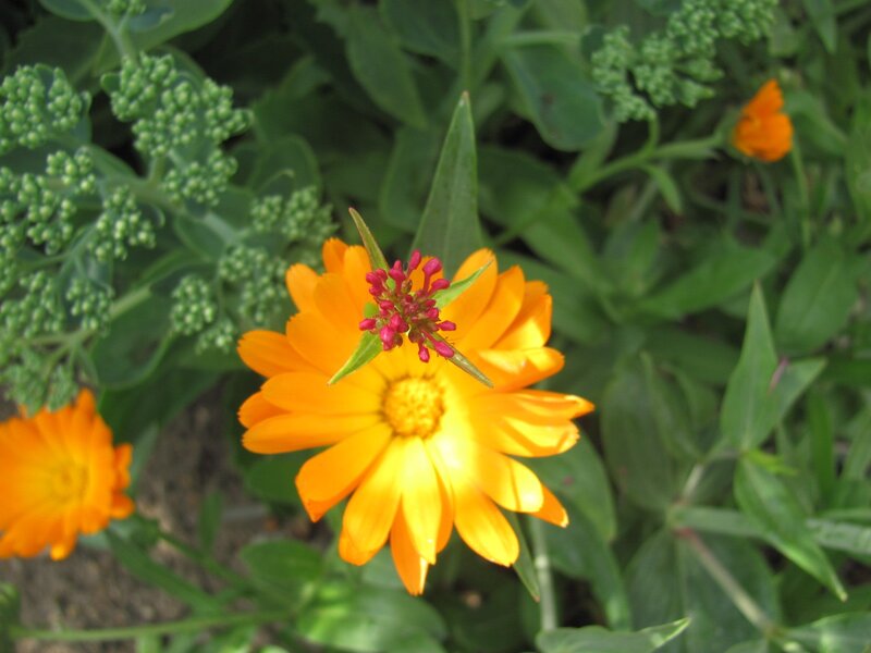 Orange flower with red buds