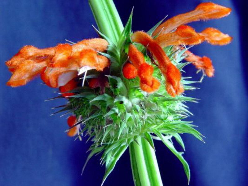 orange flower with spiky green base