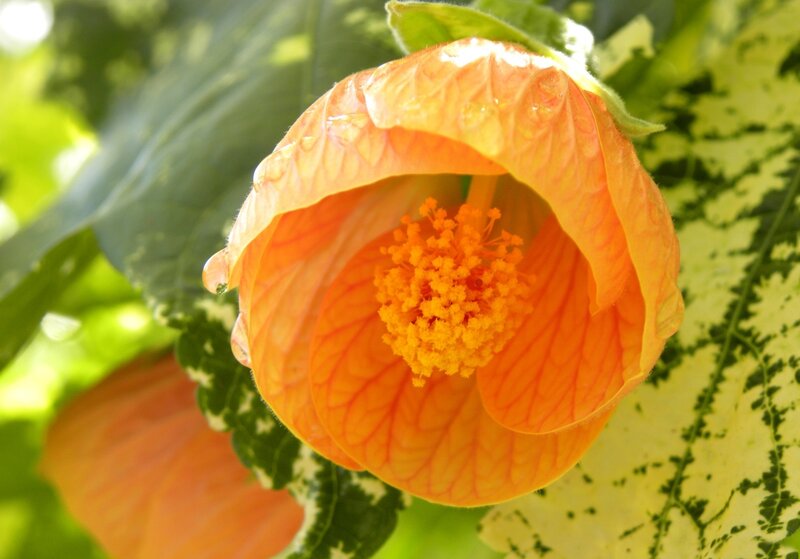 Orange Flower with Stamen — Serene, Afternoon