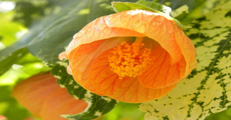 Orange Flower with Stamen — Serene