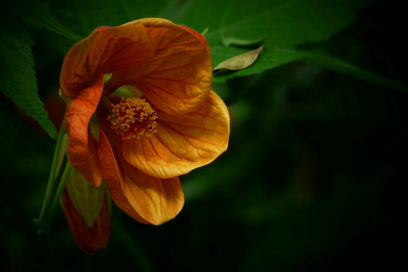 Orange Flower with Stamen