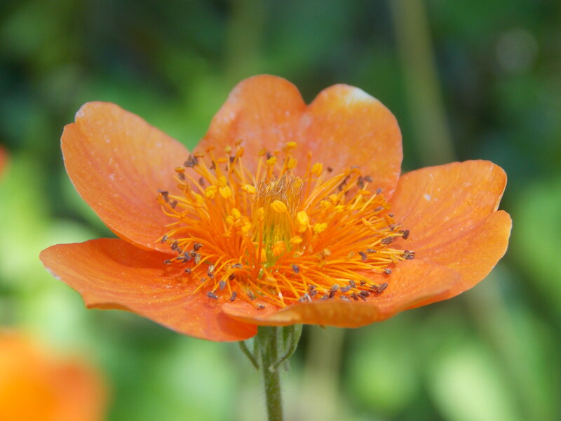 Orange Flower with Stamens