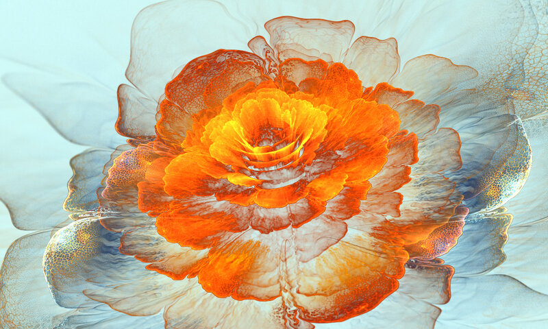 Orange Flower with Translucent Petals