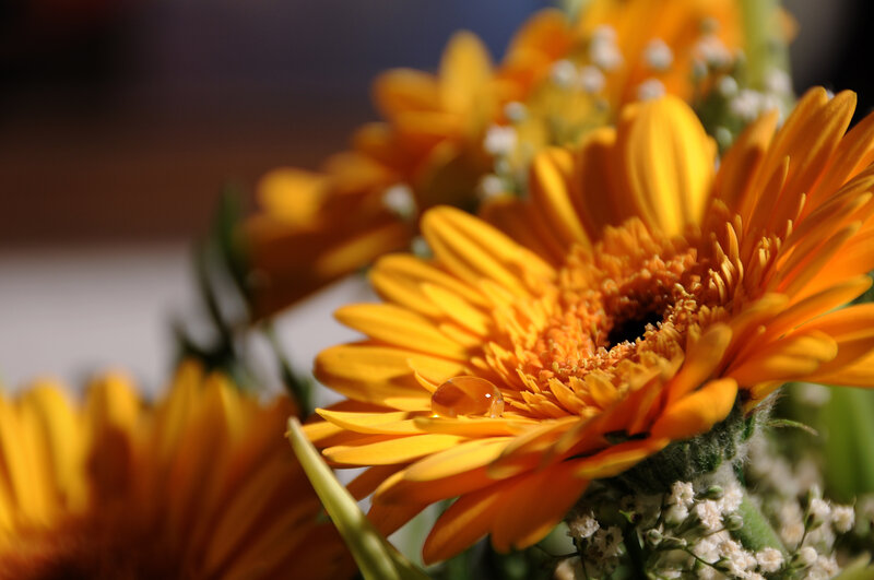 Orange flower with water droplet