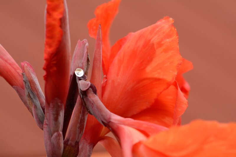 Orange Flower with Water Droplet — Calm