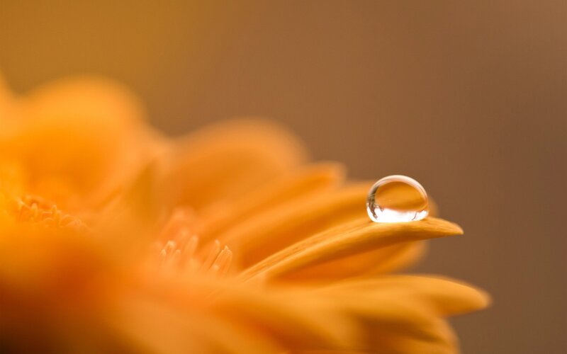 Orange Flower with Water Droplet — Serene