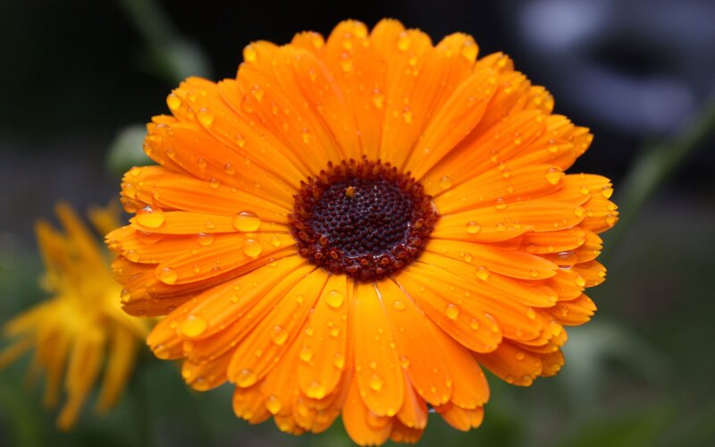 Orange flower with water droplets