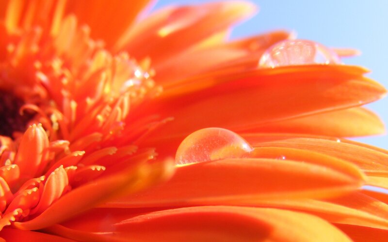 Orange flower with water droplets
