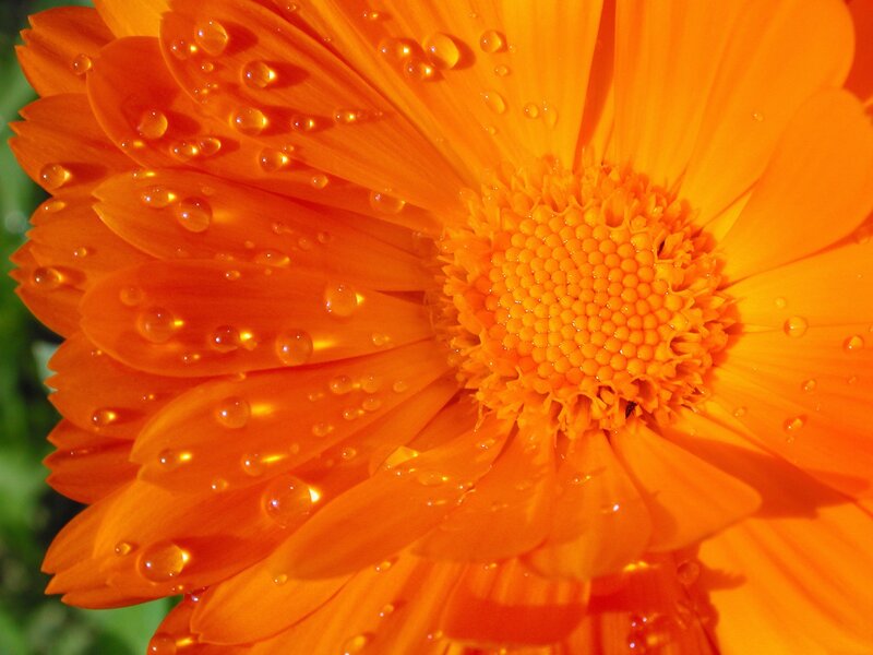 Orange flower with water droplets