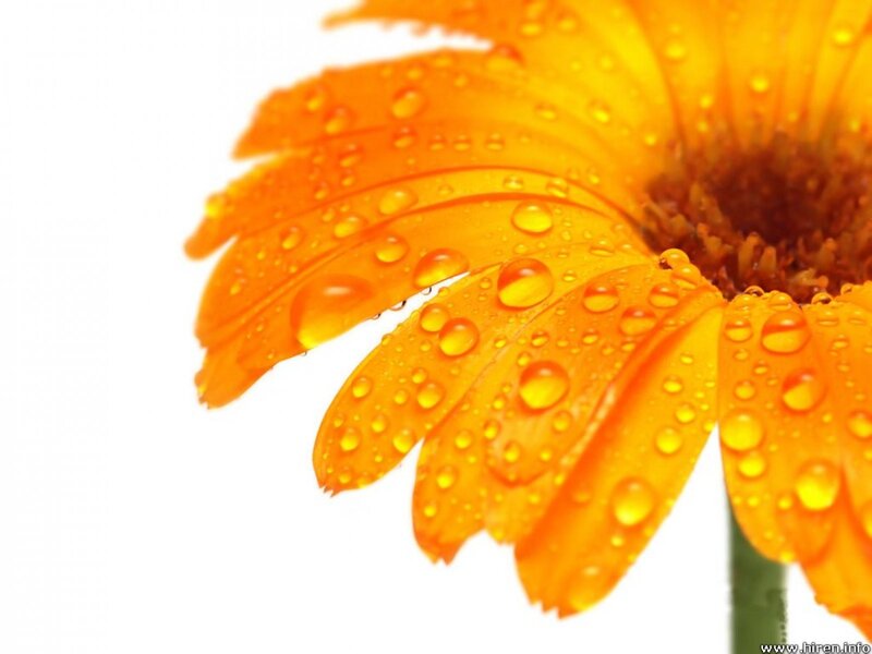 Orange flower with water droplets