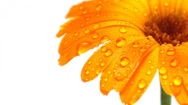 orange flower with water droplets
