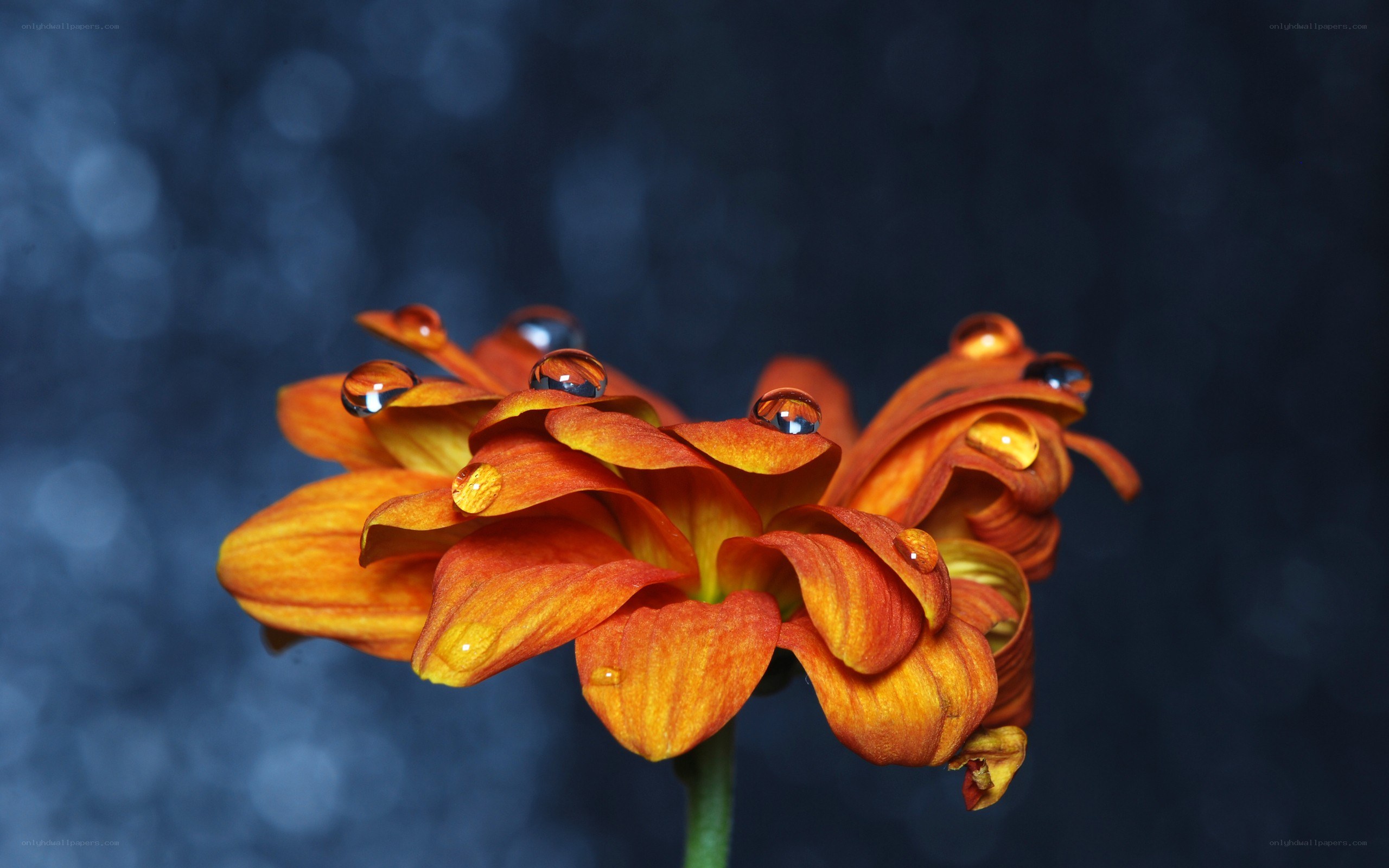 Orange flower with water droplets