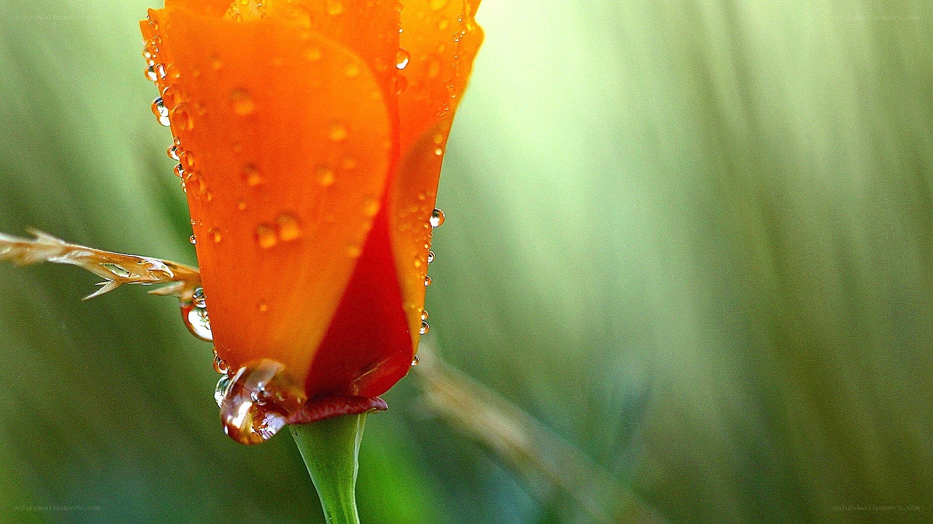 Orange flower with water droplets