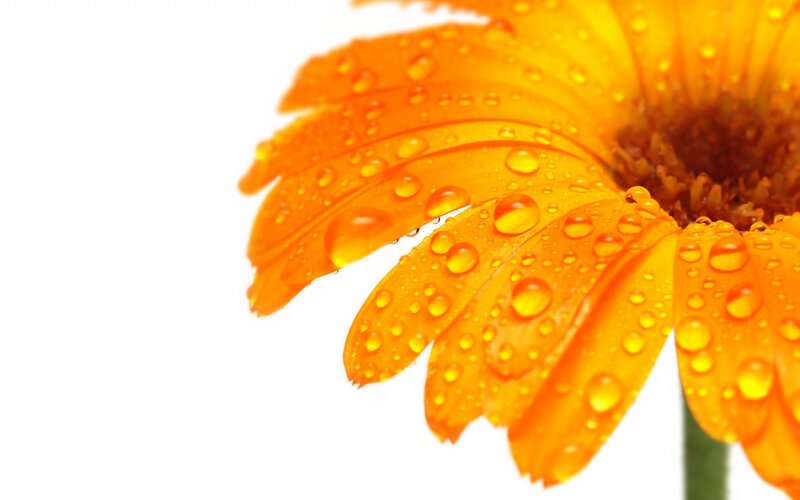Orange flower with water droplets
