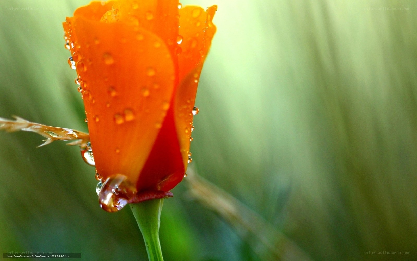Orange flower with water droplets