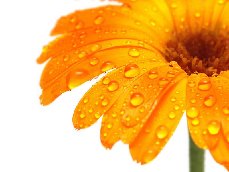 Orange Flower with Water Droplets — Calm, Photograph