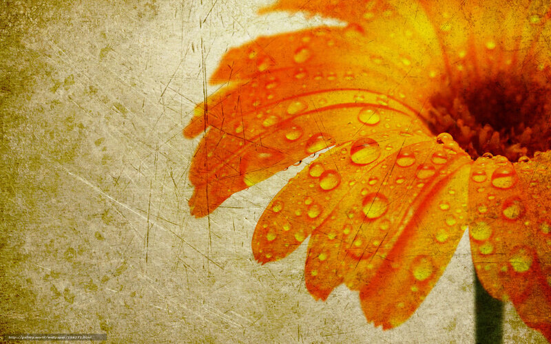 Orange Flower with Water Droplets — Calm, Photograph, Water Droplets