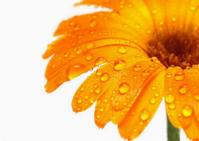 Orange Flower with Water Droplets — Calm