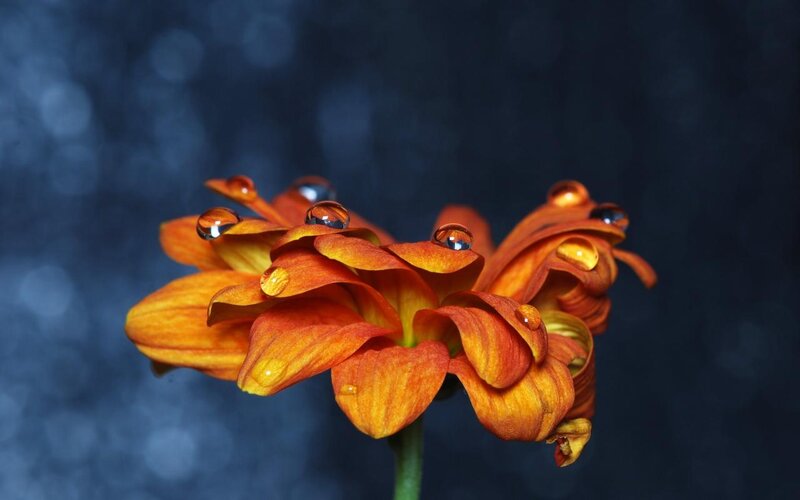 Orange Flower with Water Droplets — Dramatic, Photograph