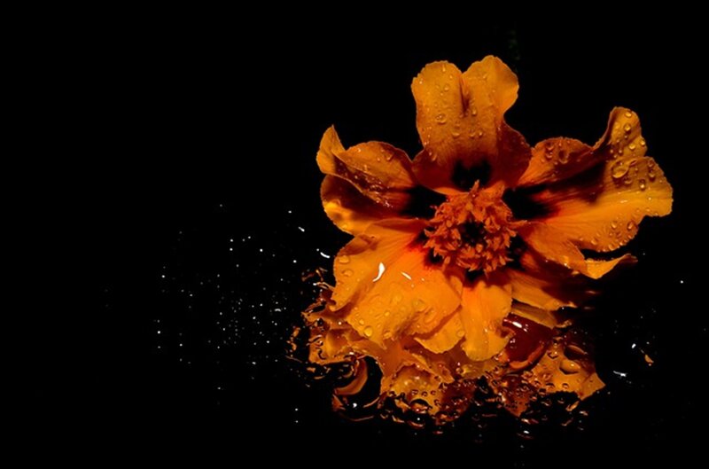 Orange Flower with Water Droplets — Dramatic, Photograph, Water Droplets, Black Background